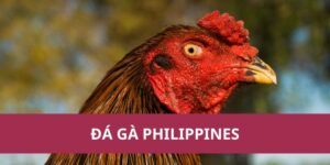 đá gà Philippines