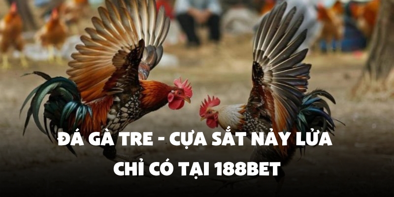 đá gà tre
