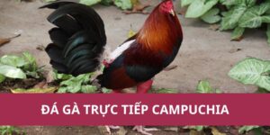 đá gà trực tiếp Campuchia