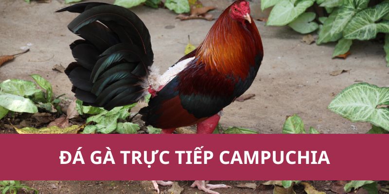 Đá Gà Trực Tiếp Campuchia 188BET – Update Trận Đấu Mới Nhất 1 đá gà trực tiếp Campuchia