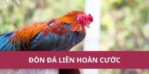 đòn đá liên hoàn cước