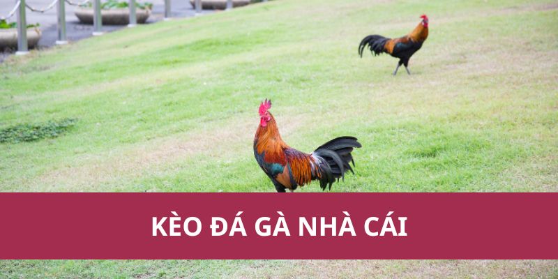 Kèo Đá Gà Nhà Cái Hôm Nay – Tỷ Lệ Cược Hấp Dẫn 1 kèo đá gà nhà cái