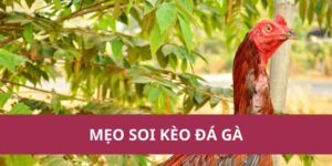 mẹo soi kèo đá gà