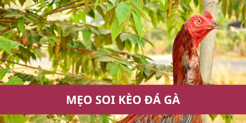 mẹo soi kèo đá gà